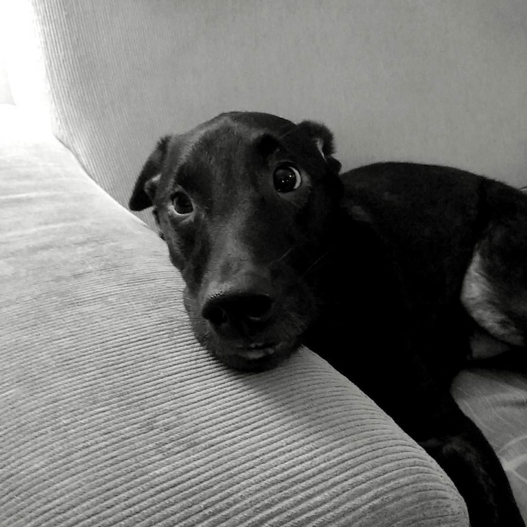 brunorosa82's tweet photo. Olá, mundo!
#dogs #muttpride #muttgram https://t.co/4f3iRkRSpY