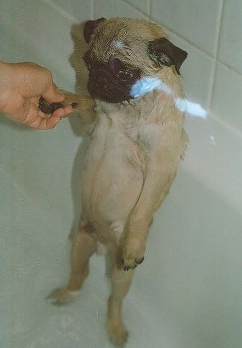 Dose Animals tweet media