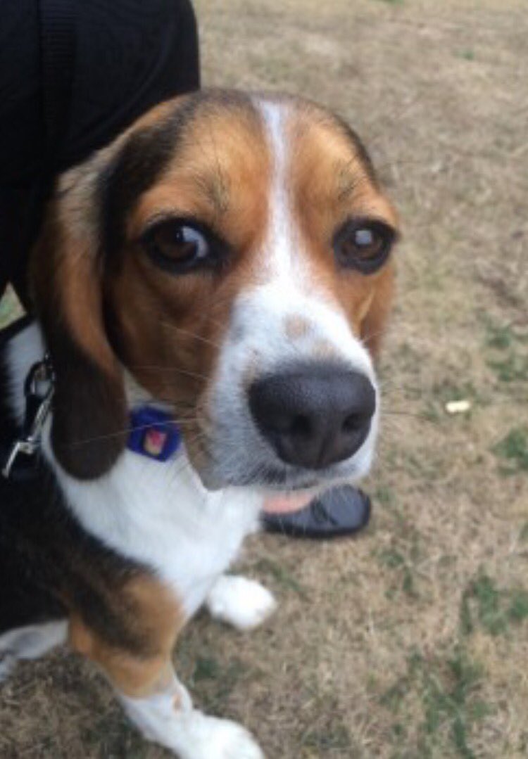 LOST #FRODO East Oxford OX4 #Oxford. Male tri #beagle red harness and flex lead attached. Very scared. Pls RT facebook.com/TeamBeagleLost…