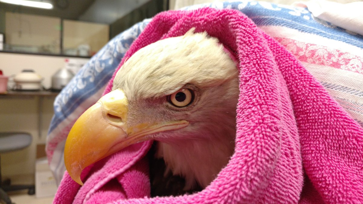 humaneworldorg tweet picture