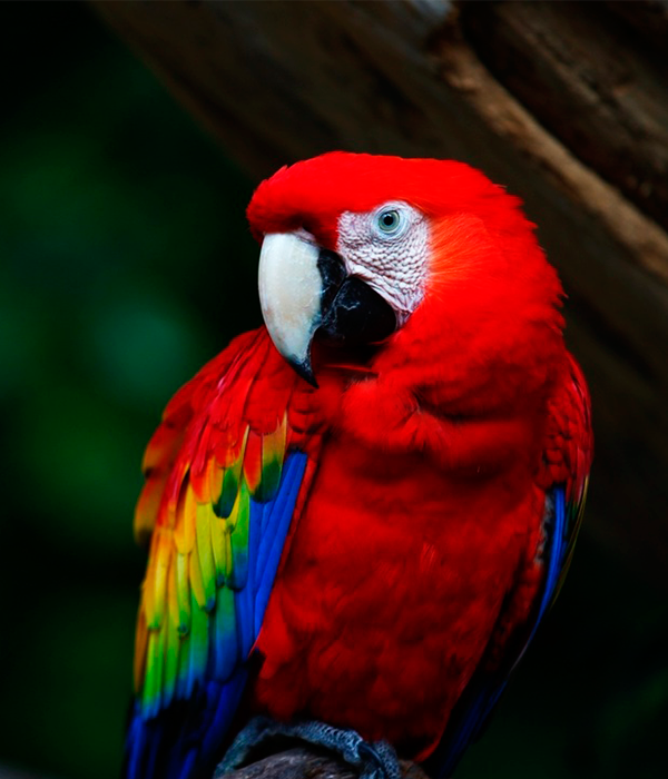 elpais_america's tweet photo. La guacamaya roja es una de las aves más cotizadas por su rareza y belleza de colores https://t.co/YURudETnPF