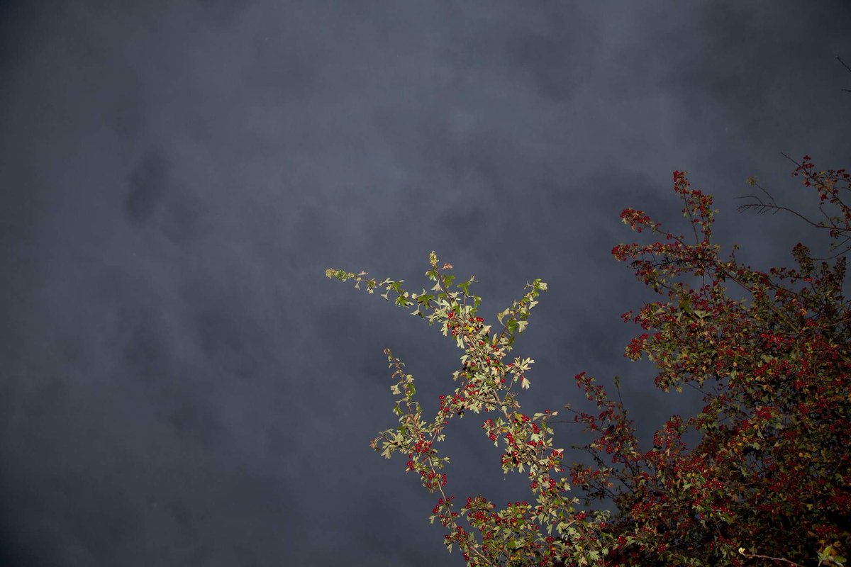 photocanopyNF's tweet image. Aaron Yeandle will be exhibiting work produced in response to the National Forest in our fast approaching show...