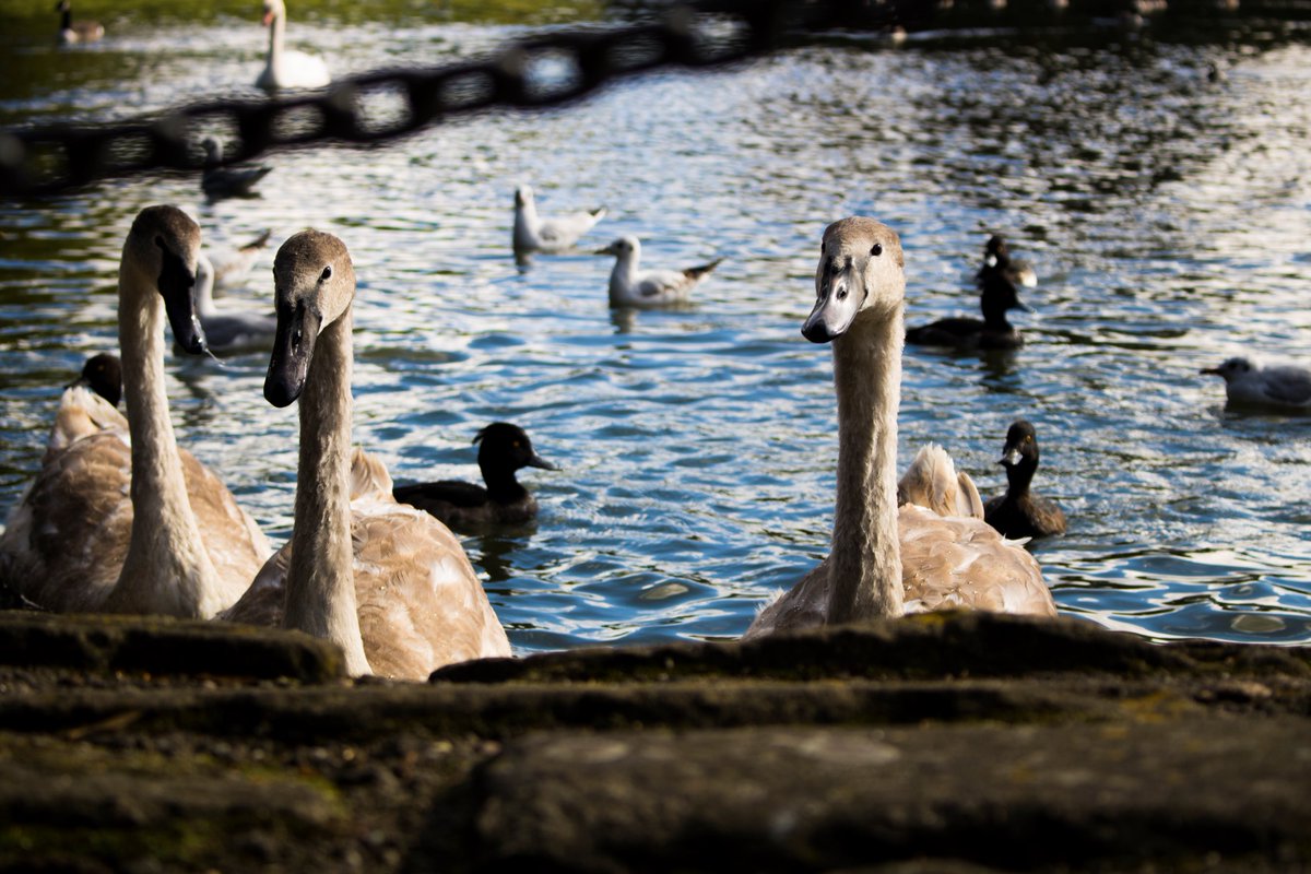 TEternalProject's tweet photo. Young One Swans ? #photography #saltwellpark https://t.co/0pwNNnnsvw