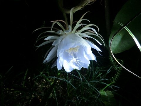 世界の花一覧 厳選 月下美人 強い香りが特徴の花 月下美人は夕方から咲き始めて朝にはしぼんでしまう儚さを感じる花です 花言葉は 儚い恋 や 秘めた情熱 花 T Co Bya0l1moaz Twitter