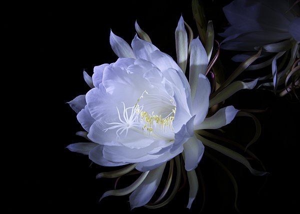 世界の花一覧 厳選 月下美人 強い香りが特徴の花 月下美人は夕方から咲き始めて朝にはしぼんでしまう儚さを感じる花です 花言葉は 儚い恋 や 秘めた情熱 花