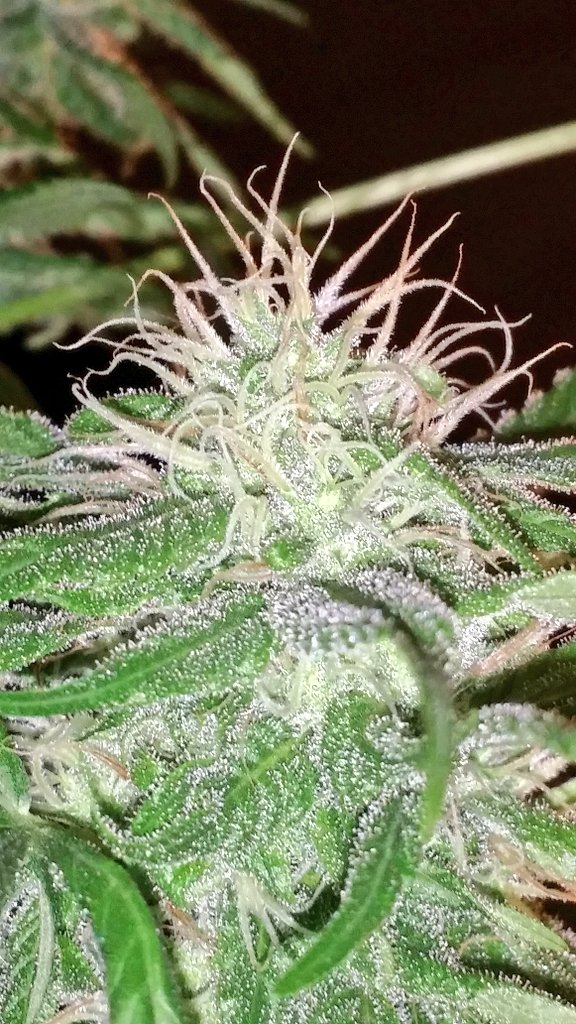 lungsnacks's tweet photo. The amount of detail my camera can capture 😍 #Marijuana #Cannabis #Weed #Ganja #Plant #WeeBelladonna #BlueDream #Trichomes #Flowering https://t.co/1dz509nLZX