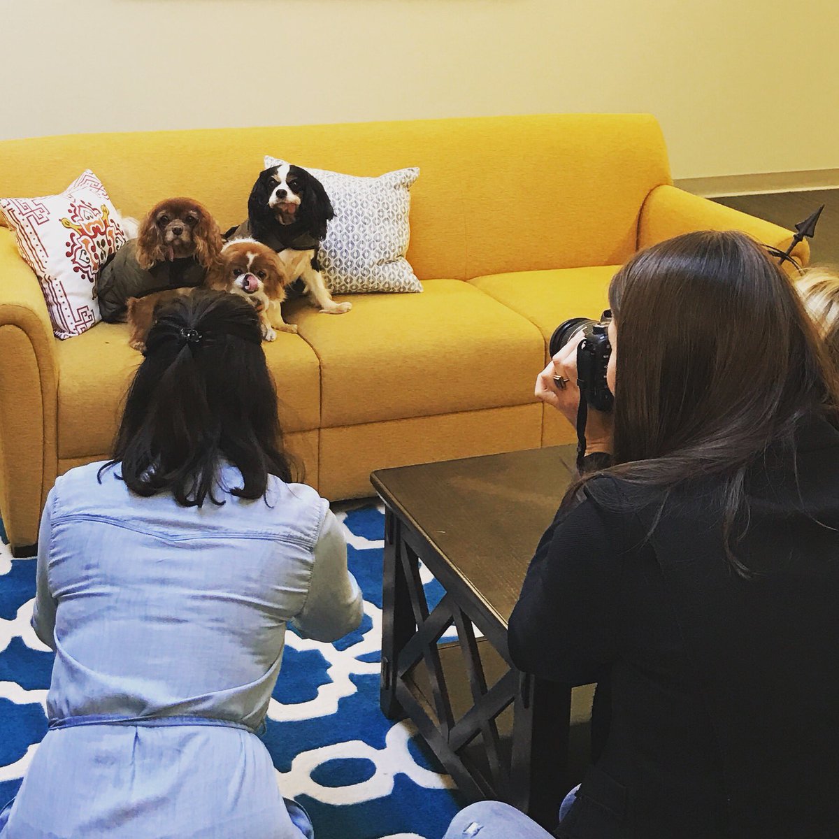 wayfairatwork's tweet photo. The #Boston office had a visit from some furry #celebrities today! #toastmeetsworld #muppetsrevenge #underpantsthedog https://t.co/xsajyepfgJ