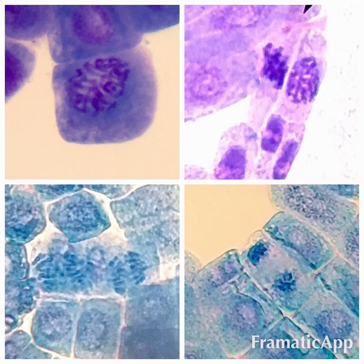 What Is Mitosis Facts Yourgenomeorg Biology Diagrams