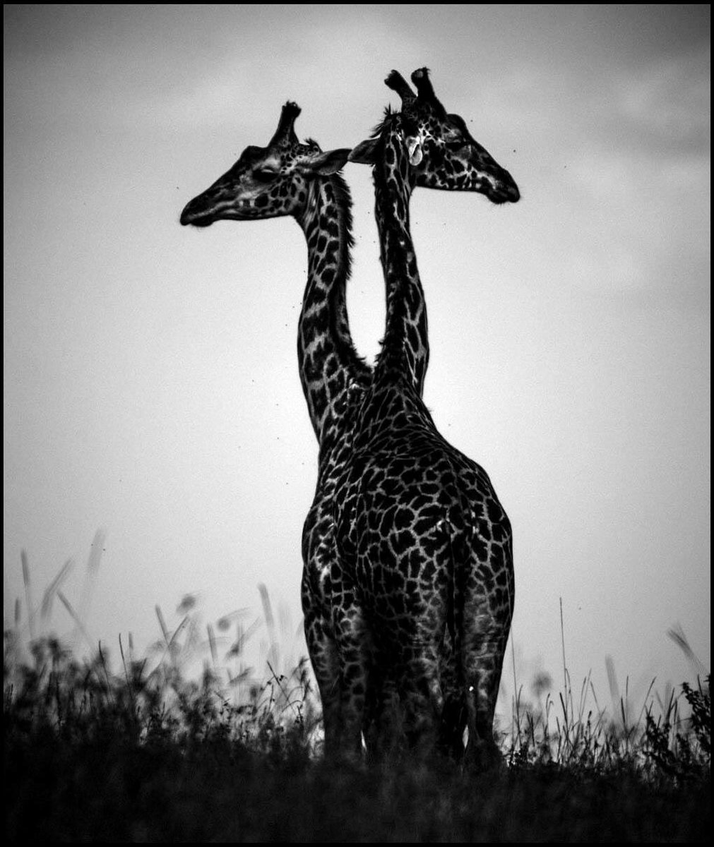 Endangered Masai giraffes may be inbreeding themselves to extinction | Live  Science, image size:1011x1200
