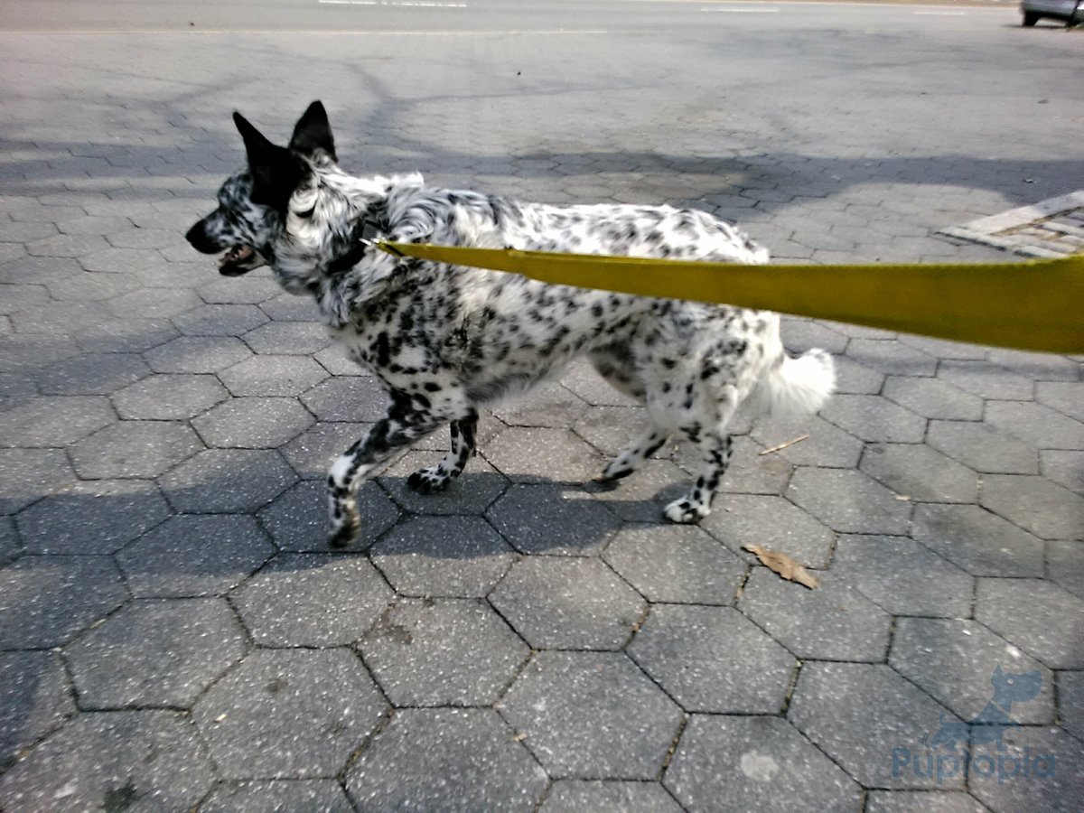 PuptopiaNYC's tweet photo. Working on mah runway prance #puptopia #animal #cute #dog #dogsofinstagram https://t.co/kgEfEHGnif