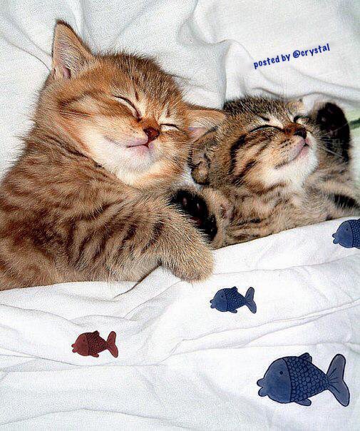 Crysd3's tweet photo. We is Off💤💤💤
And so am I... sending you all lots of love..💕
#jellybellyfriday #Caturday https://t.co/MXhY8TlYYe