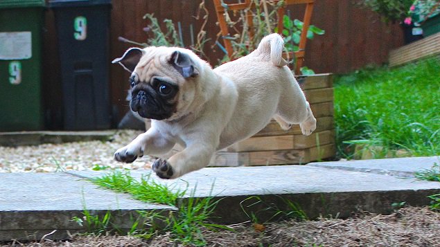 thinkpup's tweet image. 15 Of The Cutest #Pug #Puppies To Brighten Your Day buff.ly/2e04HWM