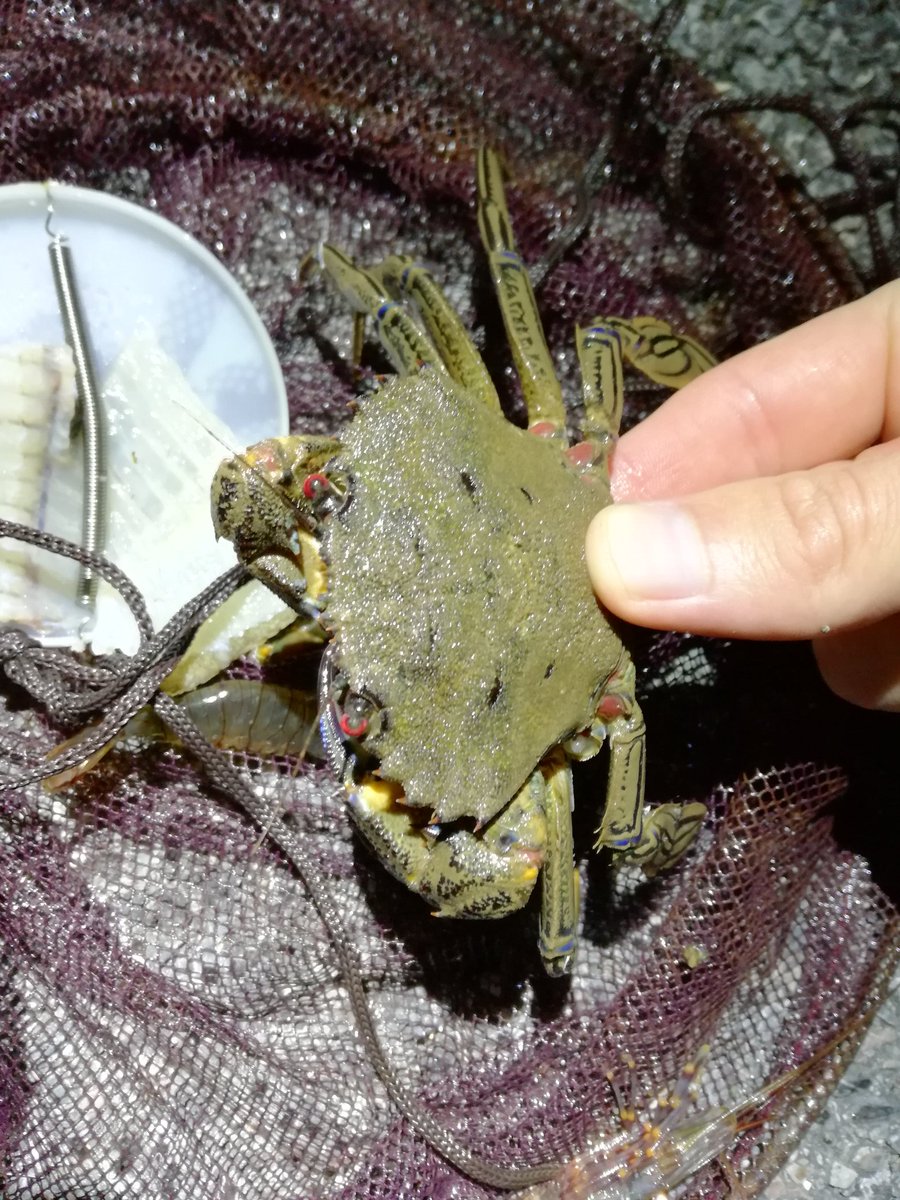 Time for night crabbing <a href="/thembauk/">MBA - Marine Biological Association</a> #mbabiobltz! Check out the fluorescing velvet swimming crab under uv light!