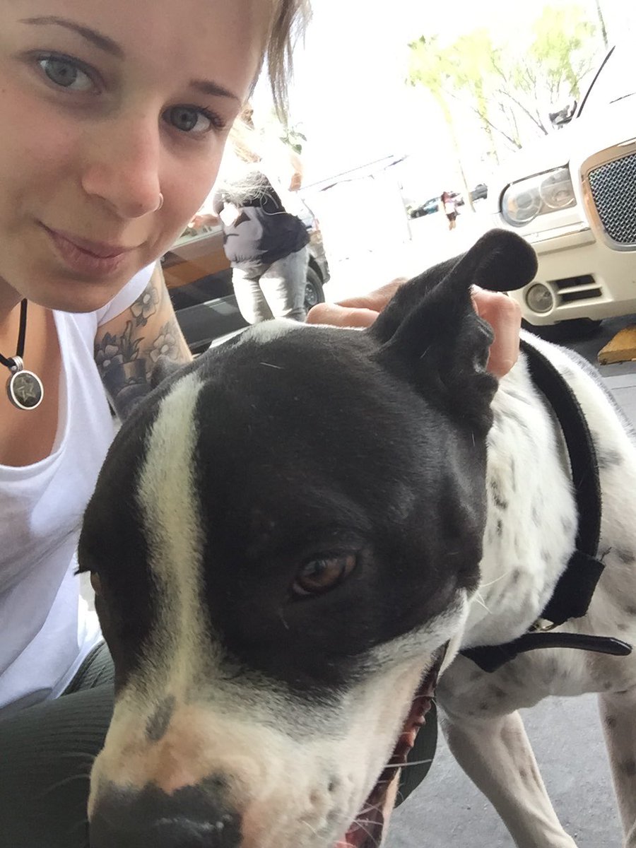 suzyauthor's tweet photo. Found a beautiful stray pitbull today and need help rehoming him or else he'll be put to sleep 😔 #lasvegas #pitbull #dogrescue https://t.co/83JnCxxAfS