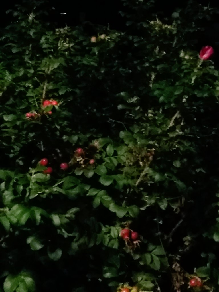 Johanna Kukka On Twitter Voi Kiitos Maireanna Sydämen - 