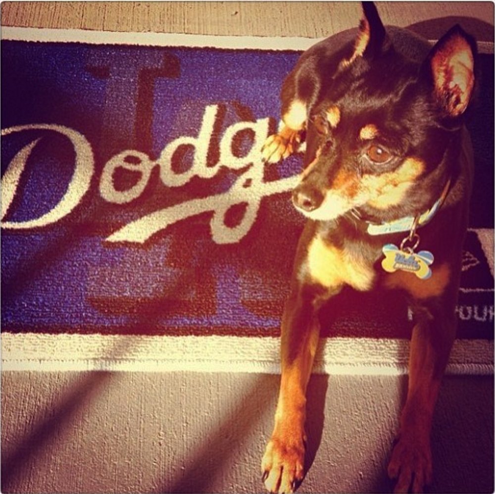 yardbarker's tweet image. WAGd, PURR and WILD: Championship Series rooting interests based on players' pets, via @meganKarmstrong foxs.pt/2dcZluF