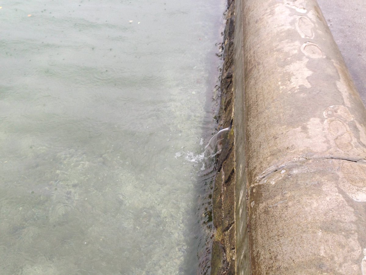 Nicholas_Plett's tweet photo. #BCStorm Update: Minor rain water drain from Kits Pool Sea Wall. https://t.co/m2PWdaRGYB