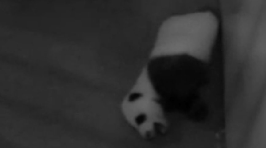 DCnativepanda's tweet photo. #BeiBeisFirstYear October 13, 2015 @houseofcubs #pandastory https://t.co/uWqpv4167k