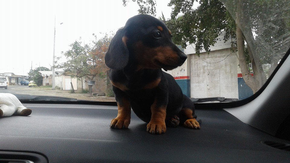 LUISANTANAESPIN's tweet photo. Paseando Manta Manabi @kiamotorsec #kiaPet https://t.co/iepiIi6JPi