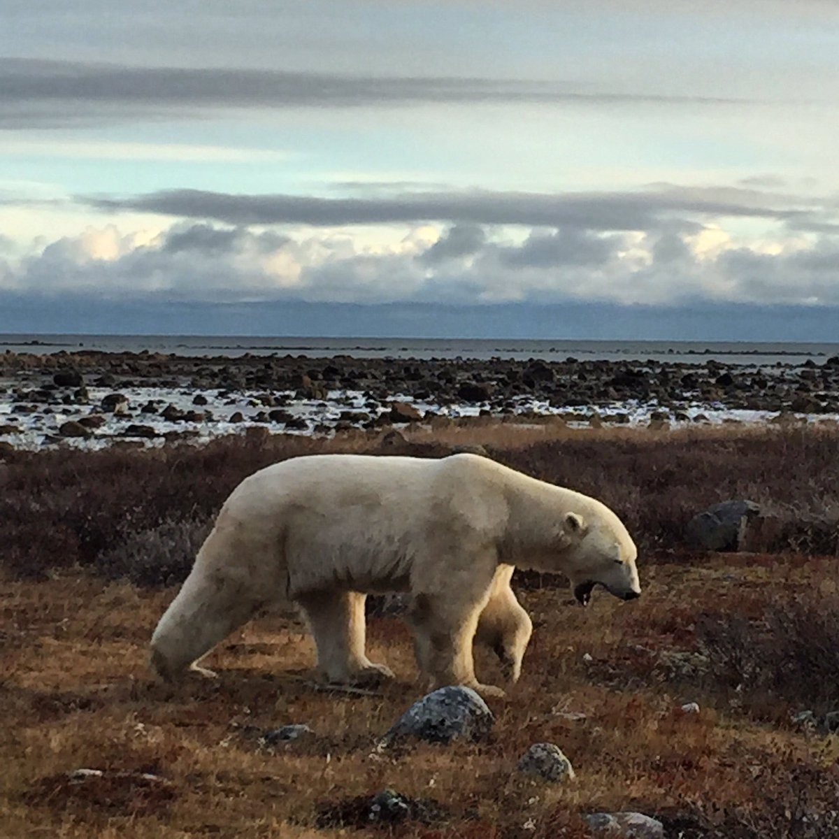 TravelMBMedia's tweet photo. No better way to kick off #GoMedia2016 than walking with polar bears @ChurchillWild! #exploremb #explorecanada https://t.co/h5vz2Qh8Xg