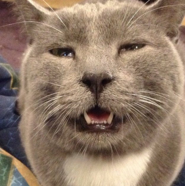 animalplex's tweet photo. A A Achoo!  LOL #catsneeze #catlover #funnycat #cathumor #cature https://t.co/Oa0tRmiXWm