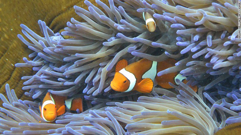 CNN's tweet image. The Great Barrier Reef is not actually dead cnn.it/2dQO1n2