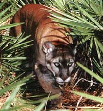 CadillacFridays's tweet photo. It's a ball game in Lecanto...time to GET IT @LecantoFootball !!! #BVVV #HuntTime https://t.co/J5Gy6x26TF
