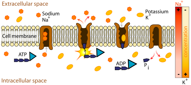 therealPlasma98's tweet photo. Happy #CincoDeMion! The best Sodium and Potassium come through my ion pumps! I love ions! @DrMilks #OrganelleWars https://t.co/hZEolsvZbE