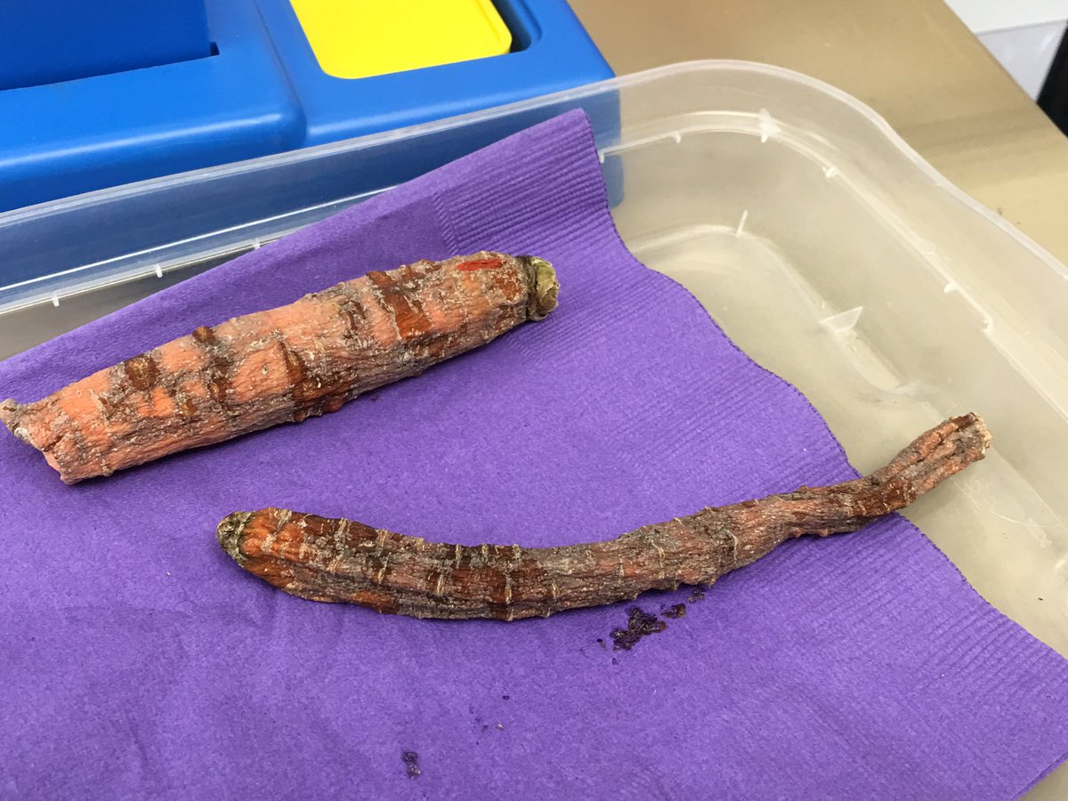 ClassofCrowley5's tweet photo. Weighing our withering carrots and our fave workplace: Beat the Calculator! #ellingcen https://t.co/KrpVwwKwPx