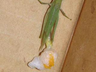 Ray Sung 昆虫の卵 泡状卵 今朝玄関先の鉢植えにカマキリの卵みたいな物を発見 盛夏からバッタ を見かけていて雑食なのか様々な植物をやられました でもバッタってこんな卵 駆除した方がいいですよね T Co Zl47swp8bp Twitter