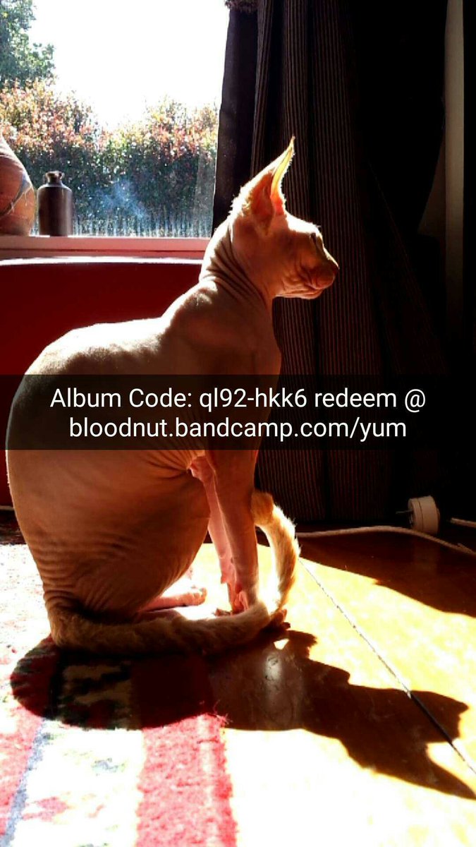 BloodnutBand's tweet photo. Kyuss the ginger sphynx helps us get the word out today. Head to https://t.co/TEvvd49Xmu to get it. Get in quick! #albumcode #freethings https://t.co/NLpvSEvWgT