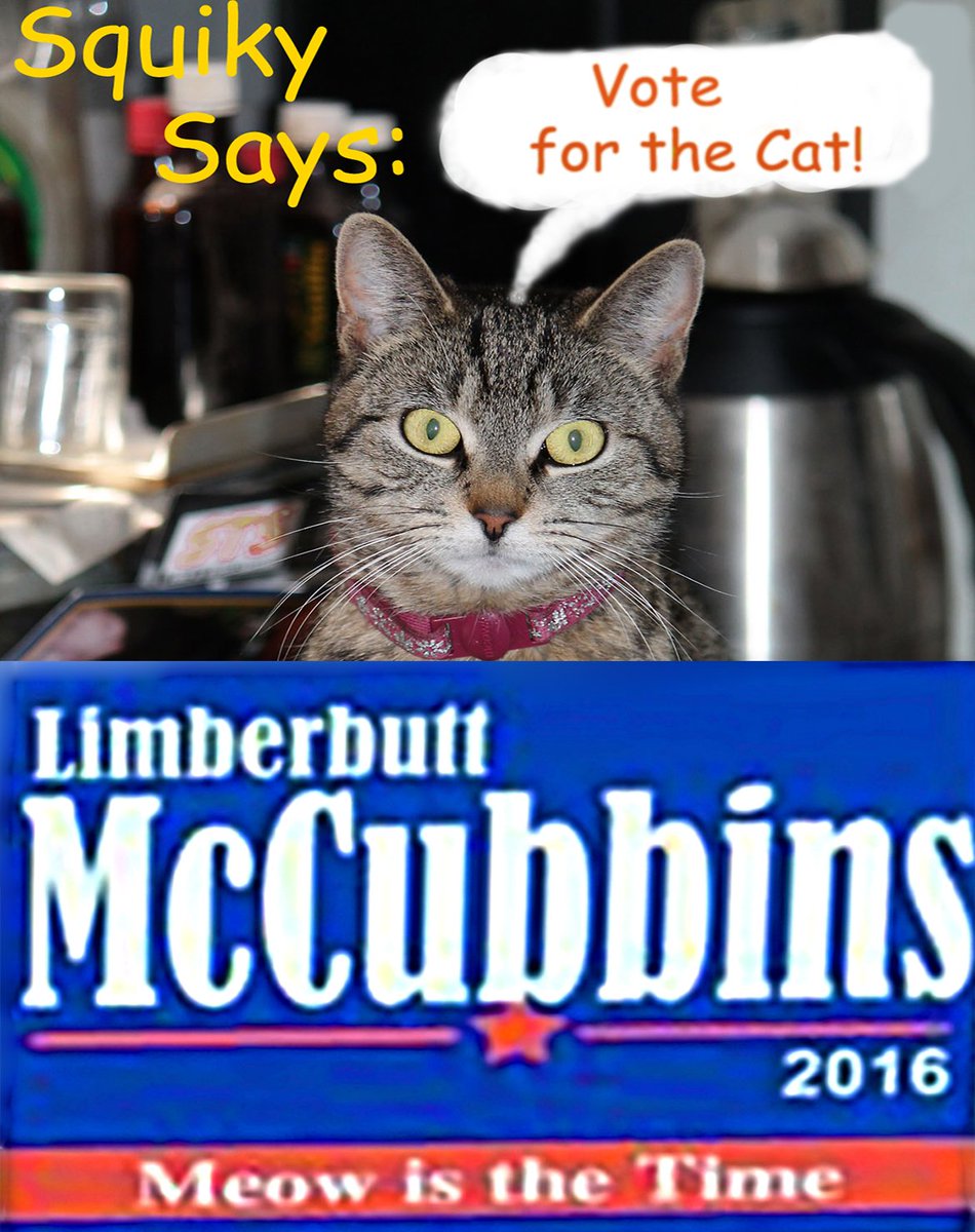 Ron11366's tweet photo. #SuperCatSaturday On the campaign trail this week Squiky's been vocal
about: Grab WHAT?
Now she announces her endorsement.
#MeowIsTheTime https://t.co/ZQGBwfWs8a