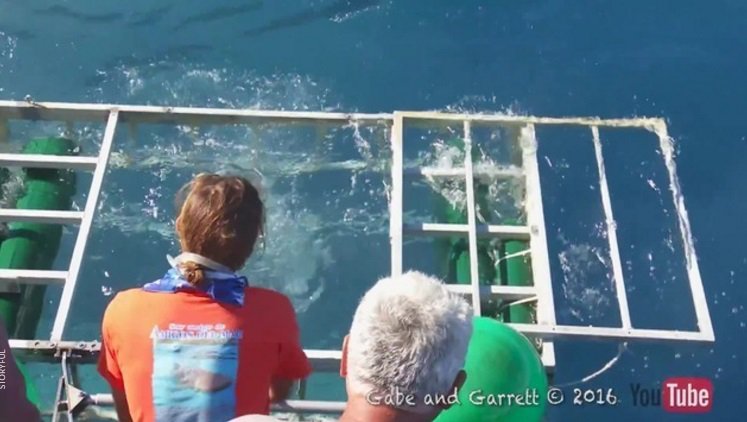 #ViralVideo Great white shark breaks into diver's cage bit.ly/2dDdTjs?utm_me… https://t.co/3lKoGde5Gi