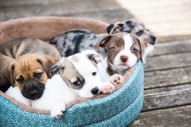HubertDeMeulder's tweet photo. #Vrasene - Huis onbewoonbaar na schouwbrand, brandweer redt nog vijftien puppy’s - https://t.co/FVLzk0UUxk https://t.co/7EIX3SnP6t