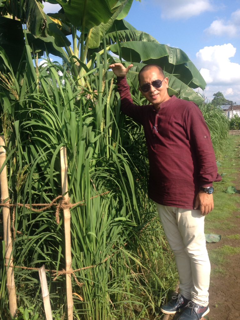 Samir_bord's tweet photo. Happy to have my organic black rice plants taller than me . Eat local varieties of crops to save humanity from hybrids and GM seeds . https://t.co/VRu1Jm5b6T