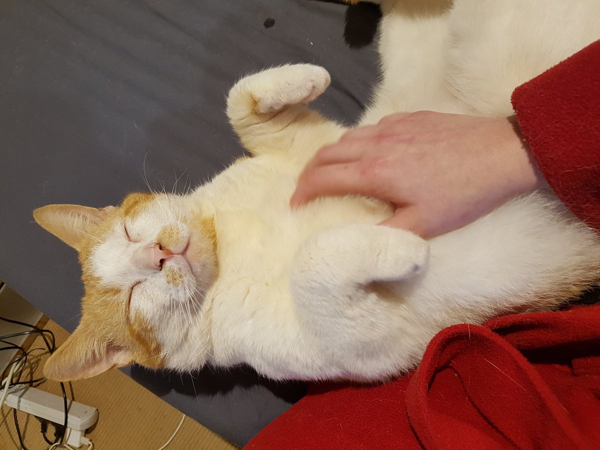 BlindThready's tweet photo. Remington: former stray turned house catto. 7.5kg of love. 4 years old. FiV+. Very dapper. Adopted from WA Pet Project 😍 #specialneedspets https://t.co/5VFTmibmso