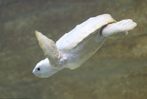 アルビノ メラニズム図鑑 アルビノのウミガメ 白いカメ カメのアルビノは甲羅が真っ白になる個体もいれば模様が残る個体もいるそうです 海に返すと目立って捕食されやすくなるので保護するそうです T Co Jkurrmdsxm Twitter