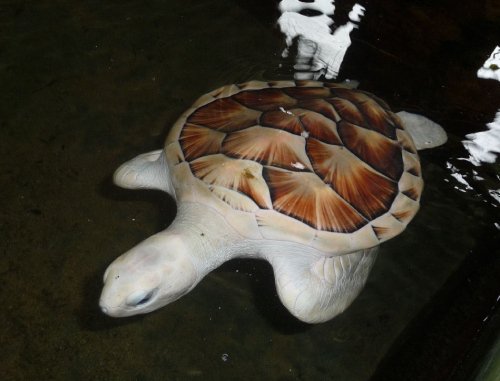 アルビノ メラニズム図鑑 アルビノのウミガメ 白いカメ カメのアルビノは甲羅が真っ白になる個体もいれば模様が残る個体もいるそうです 海に返すと目立って捕食されやすくなるので保護するそうです T Co Jkurrmdsxm Twitter