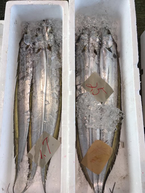 鱪 暑い魚でなんと読む 宮崎県では まんびき と呼ばれることも Sotokoto Online ソトコトオンライン 未来をつくるsdgsマガジン
