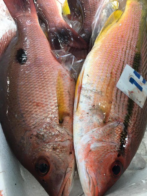 鱪 暑い魚でなんと読む 宮崎県では まんびき と呼ばれることも Sotokoto Online ソトコトオンライン 未来をつくるsdgsマガジン