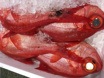 鱪 暑い魚でなんと読む 宮崎県では まんびき と呼ばれることも Sotokoto Online ソトコトオンライン 未来をつくるsdgsマガジン