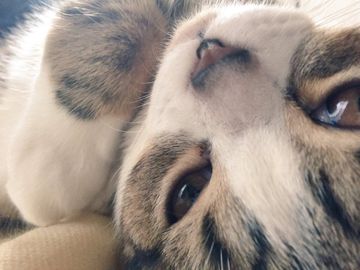 猫の口臭 猫の口臭