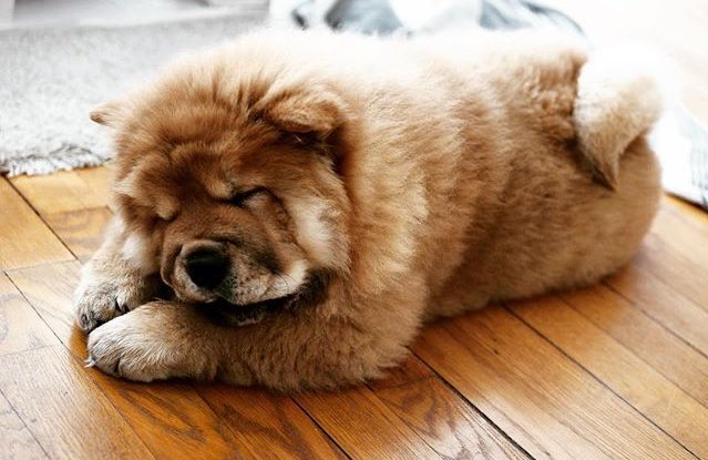 Mellow_Web's tweet photo. Need to sleep all day long... Bon week end la #TeamMellow 😘🐶💤 https://t.co/gy4V5HeOv9