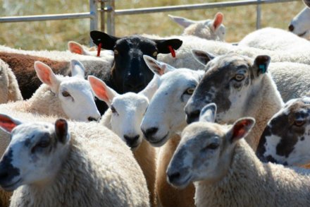 If you're enjoying a walk in the countryside this weekend, please keep your dog on a lead around livestock