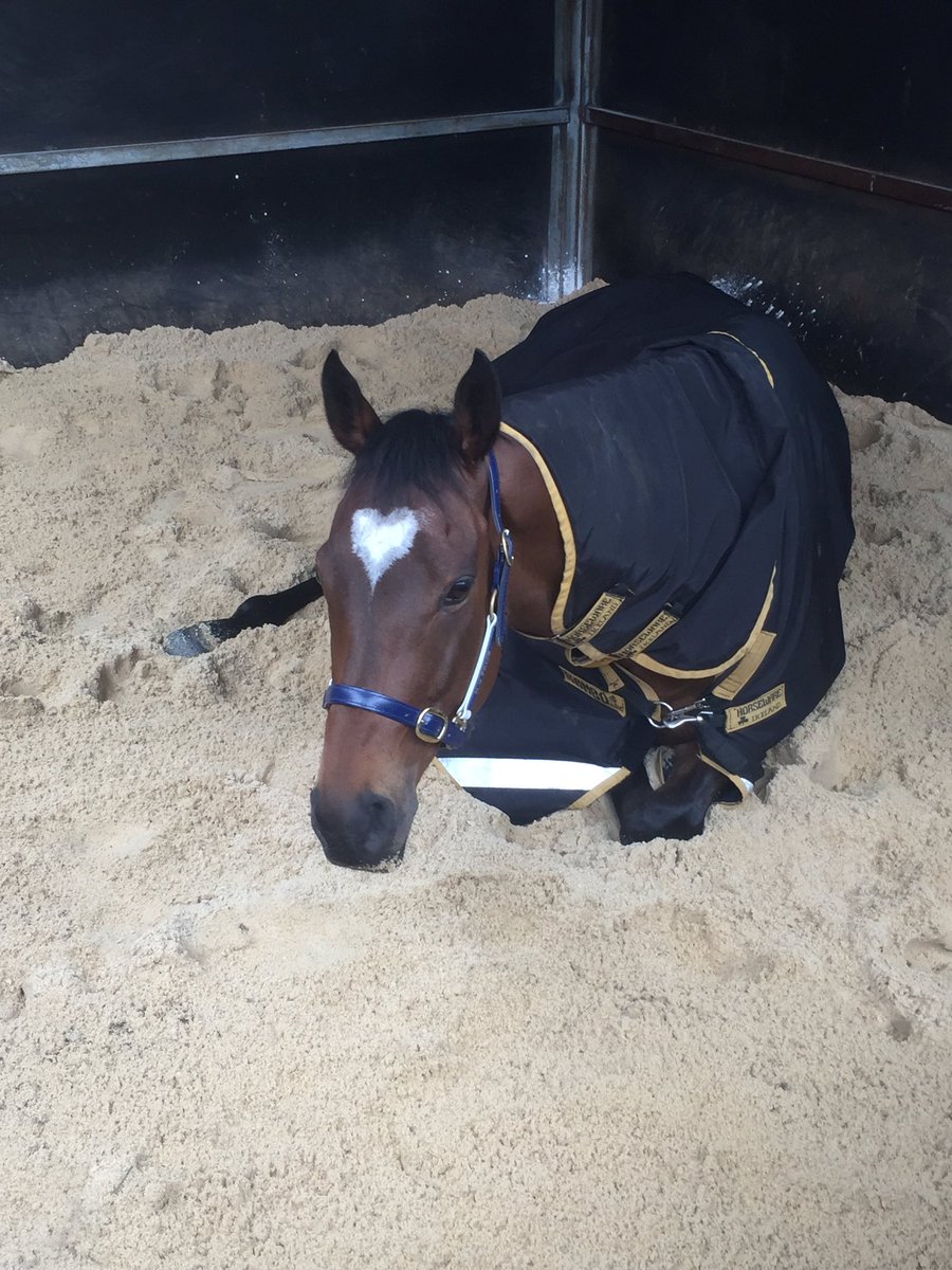 Very happy with Lankan Rupee's return. Thanks to everyone who has helped get him back - Darley Classic next.