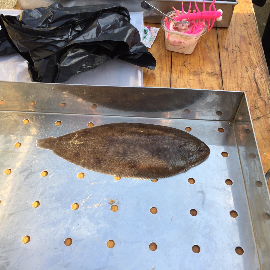 chiefcommoner's tweet photo. A Thames Dover Sole caught this morning in City Fishing Research project https://t.co/8riO188kqx