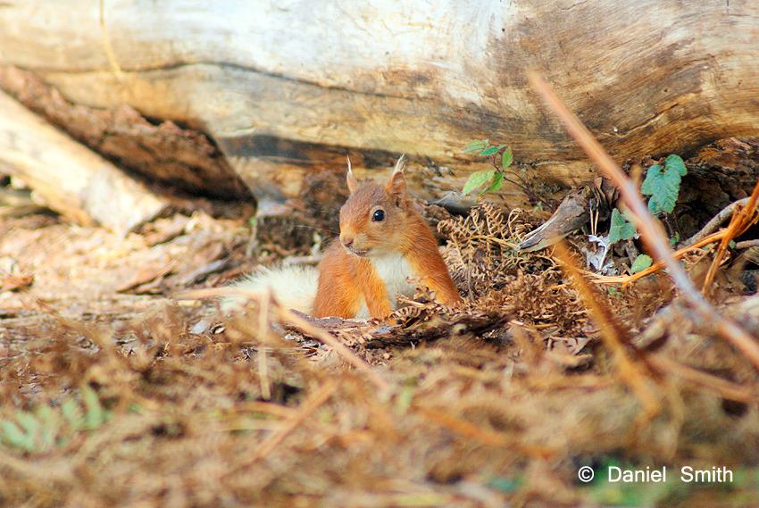 The native Red Squirrel (Sciurus vulgaris) How great would it be to see the native species, re-introduced across the UK?! #conservation