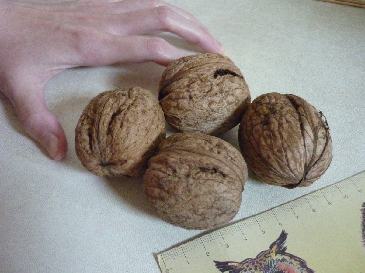 big ass walnuts!