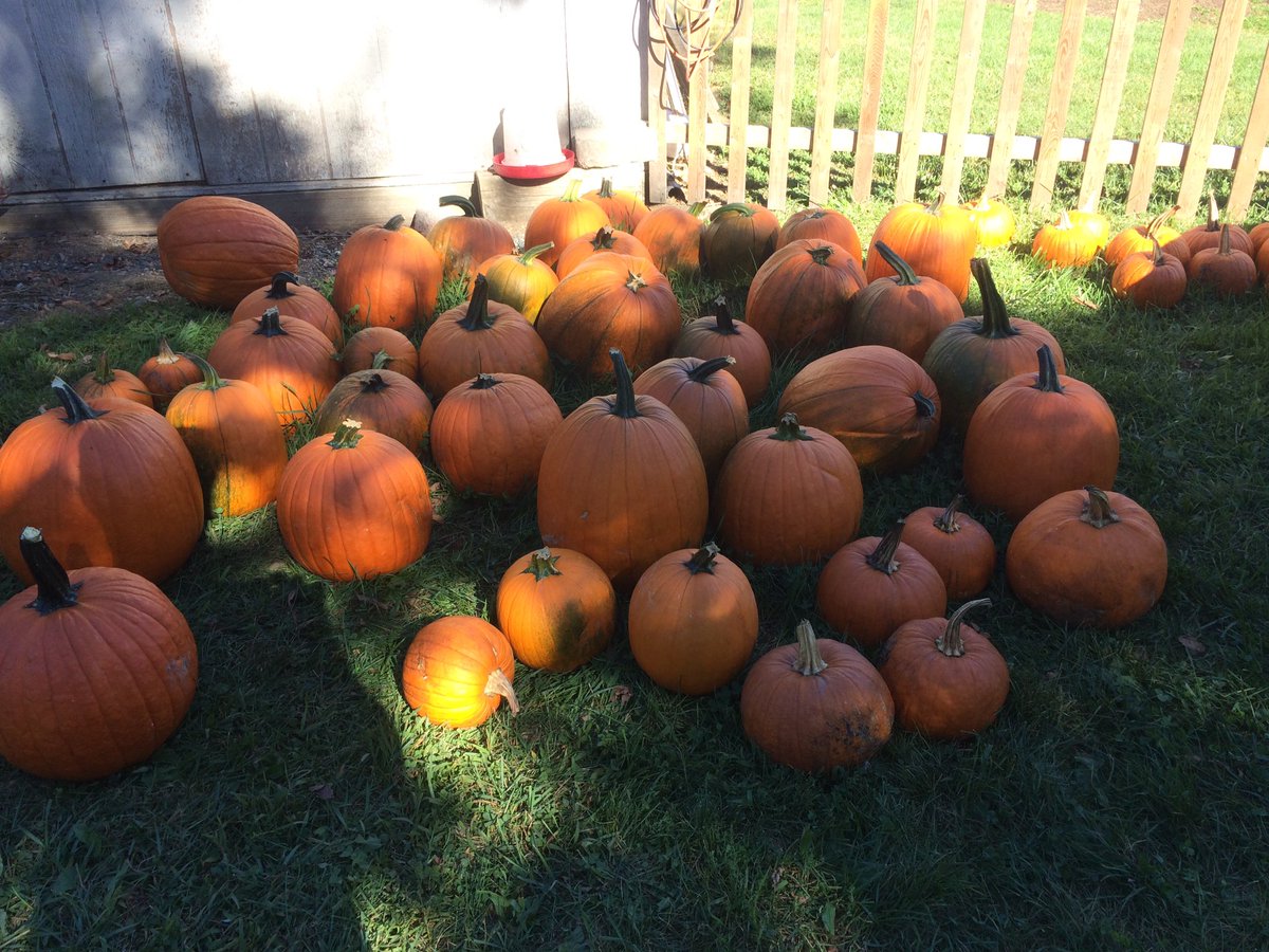 WrightFamFarm's tweet photo. Another perfect weekend for #pumpkins. #HudsonValley #warwick #ny #fall  #cornmaze #farm #WeekendGetaways https://t.co/ibLufqhBpQ