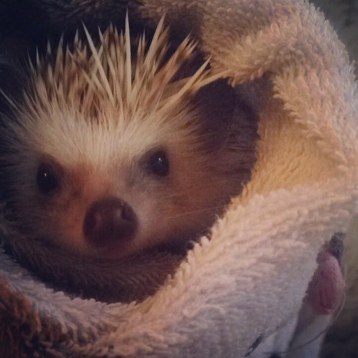 katherine_wick's tweet photo. Taco loves a cuddle after bath time https://t.co/JBOqv7GN17
